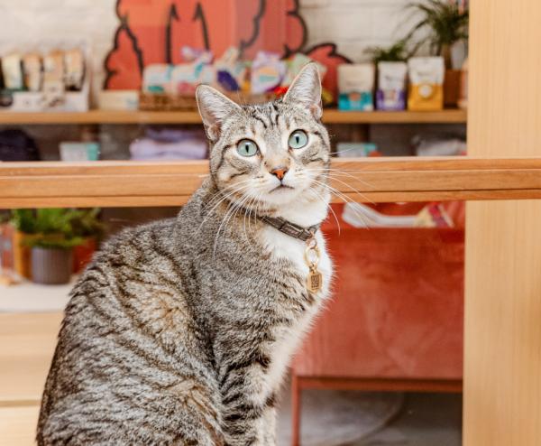 Tabby cat sitting in front of art supplies 