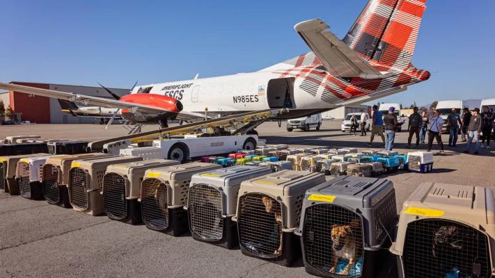 Line of carriers containing animals from Los Angles during the wildfires in front of the transport airplane