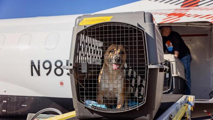 Dog in a crate as part of a flight transport from the Los Angeles wildfires