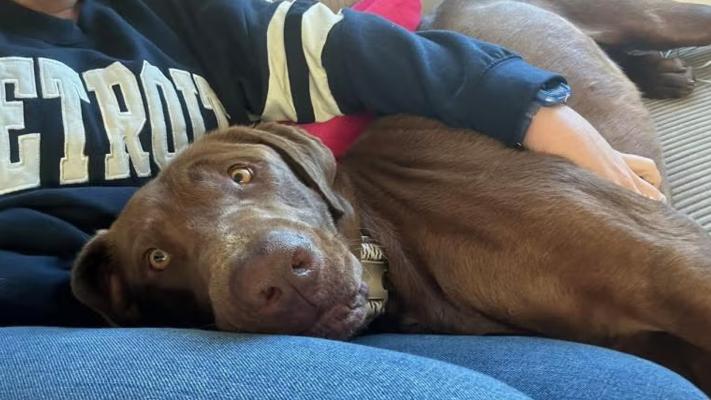 Spud the dog lying on his foster mom's lap