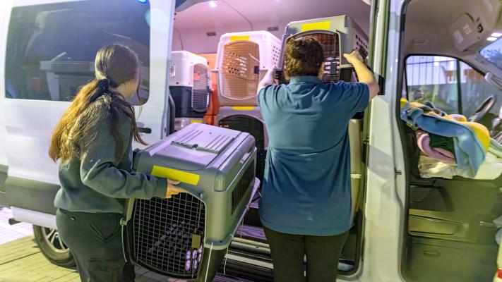 People loading crates containing animals onto a transport van from Los Angeles to Kanab during the wildfires