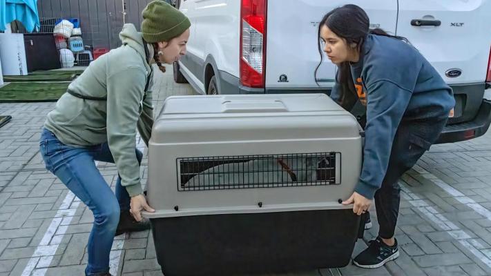 Two people lifting a large crate containing a dog as part of a transport during the Los Angeles wildfires