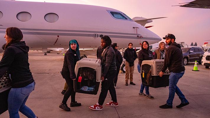 People carrying carriers containing animals beside a plane during a Wings of Love transport flight from Los Angeles during the wildfires
