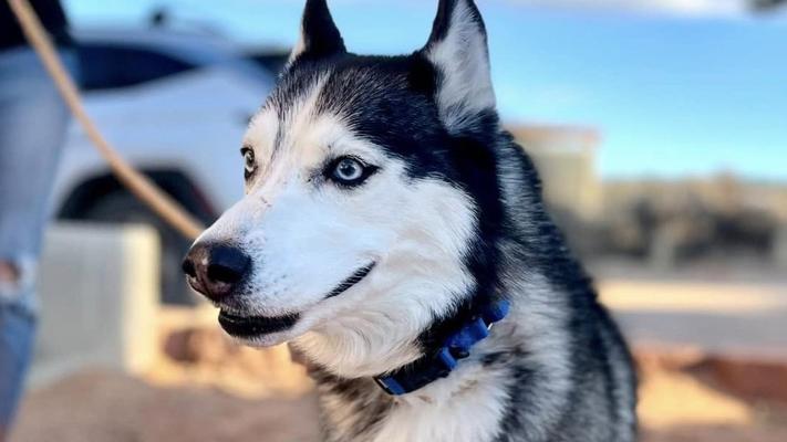 Stella the dog outside on a leash