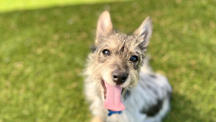 Freya the puppy on grass