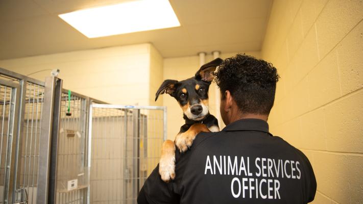 Animal Services Officer holding a puppy over their shoulder