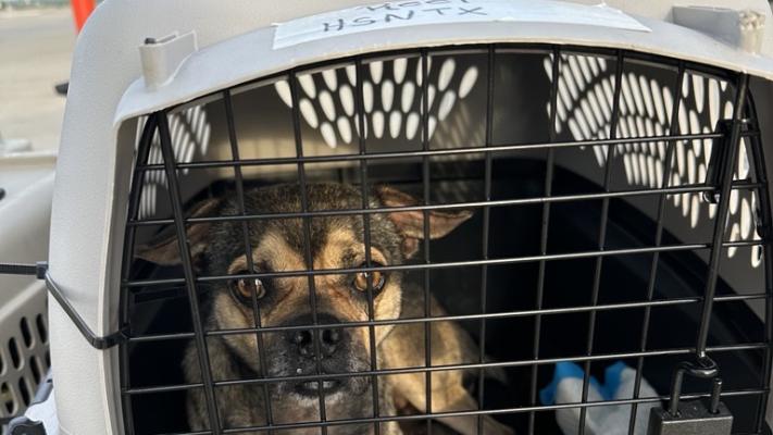 Small dog in a crate as part of transport of pets out of Texas after flooding disaster