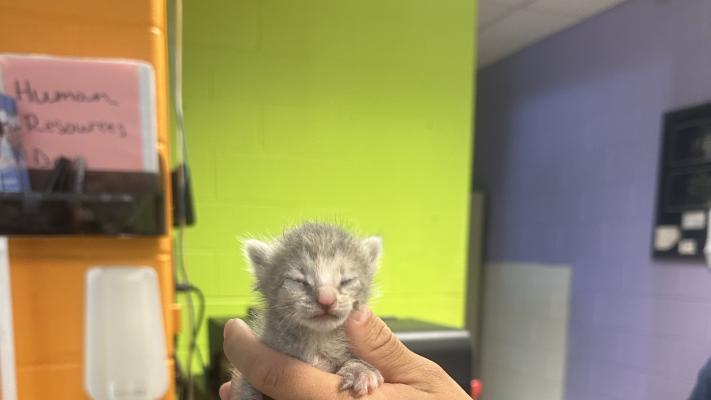 Person holding a neonatal kitten