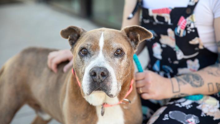 Person squatting beside a brown and white dog who is outside on a leash