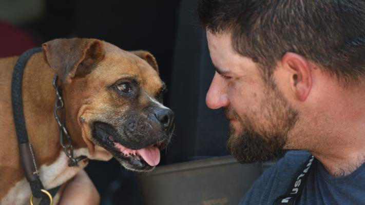 Person looking at a brown dog