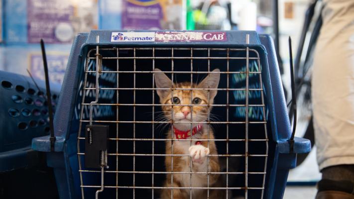 Orange tabby kitten in a carrier