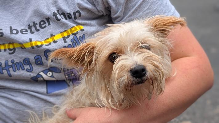 Person holding a fluffy terrier type dog
