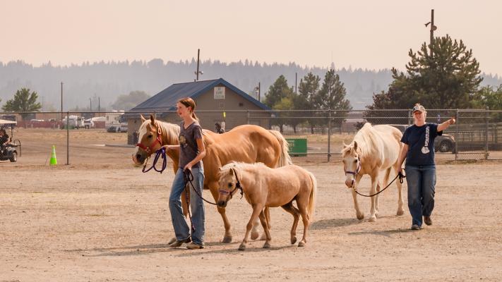Volunteers walking horses at the Spokane County Fairgrounds