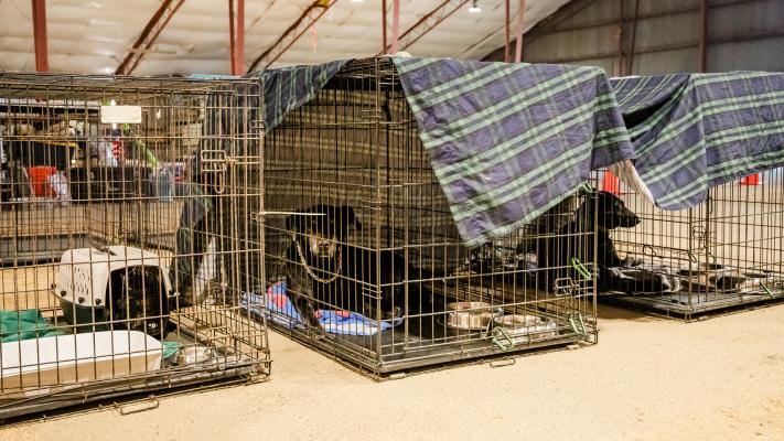 Dogs in wire crates at the Spokane County Fairgrounds