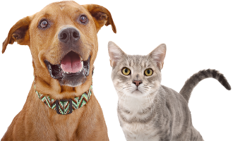 brown dog and gray cat