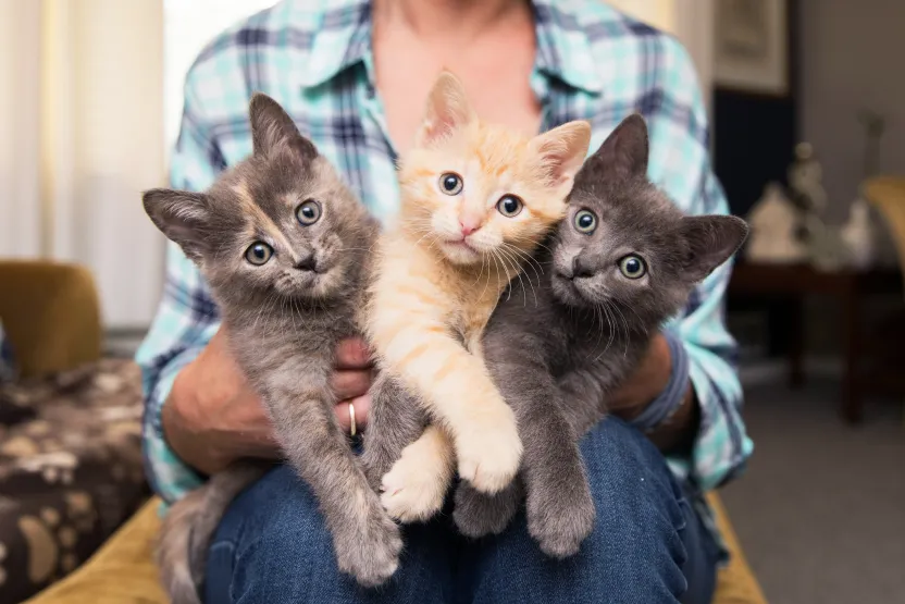 Person holding three tiny kittens on their lap