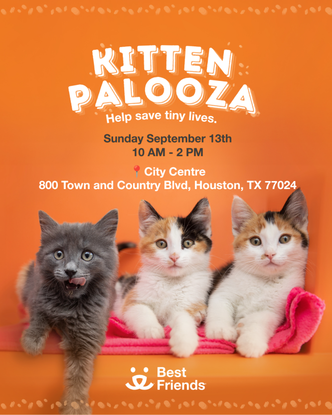Kitttenpalooza poster