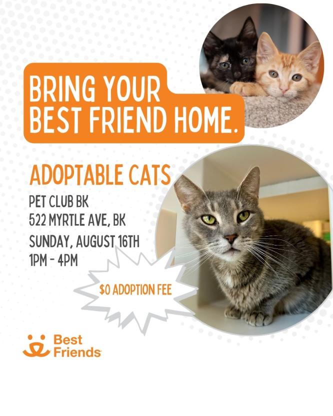 Adoption event flyer with cat photos 