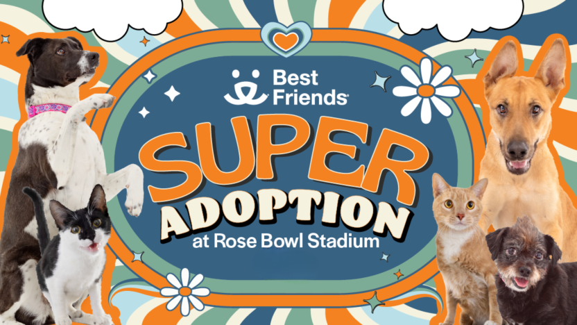 Super Adoption LA