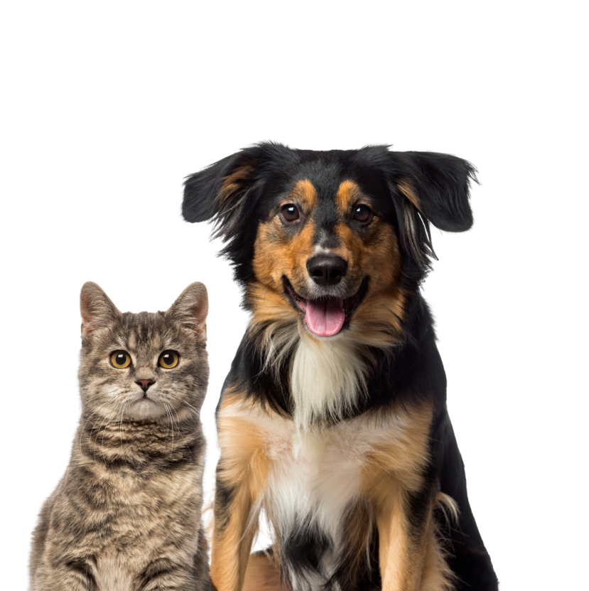 Dog and cat