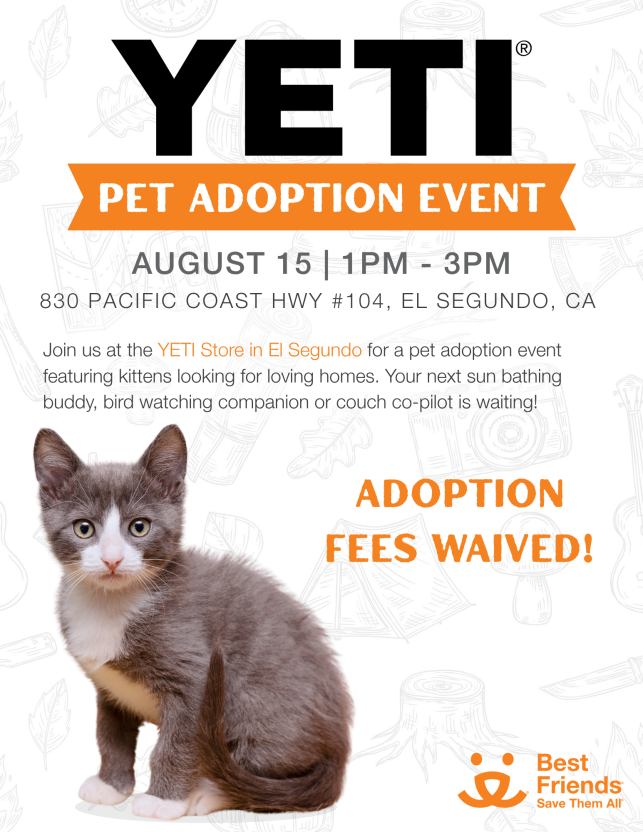 Kitten on event flyer