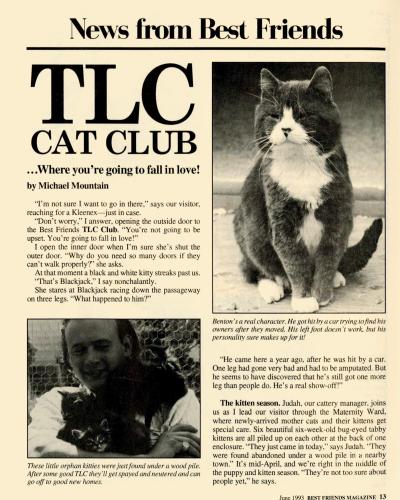 TLC Cat Club article preview