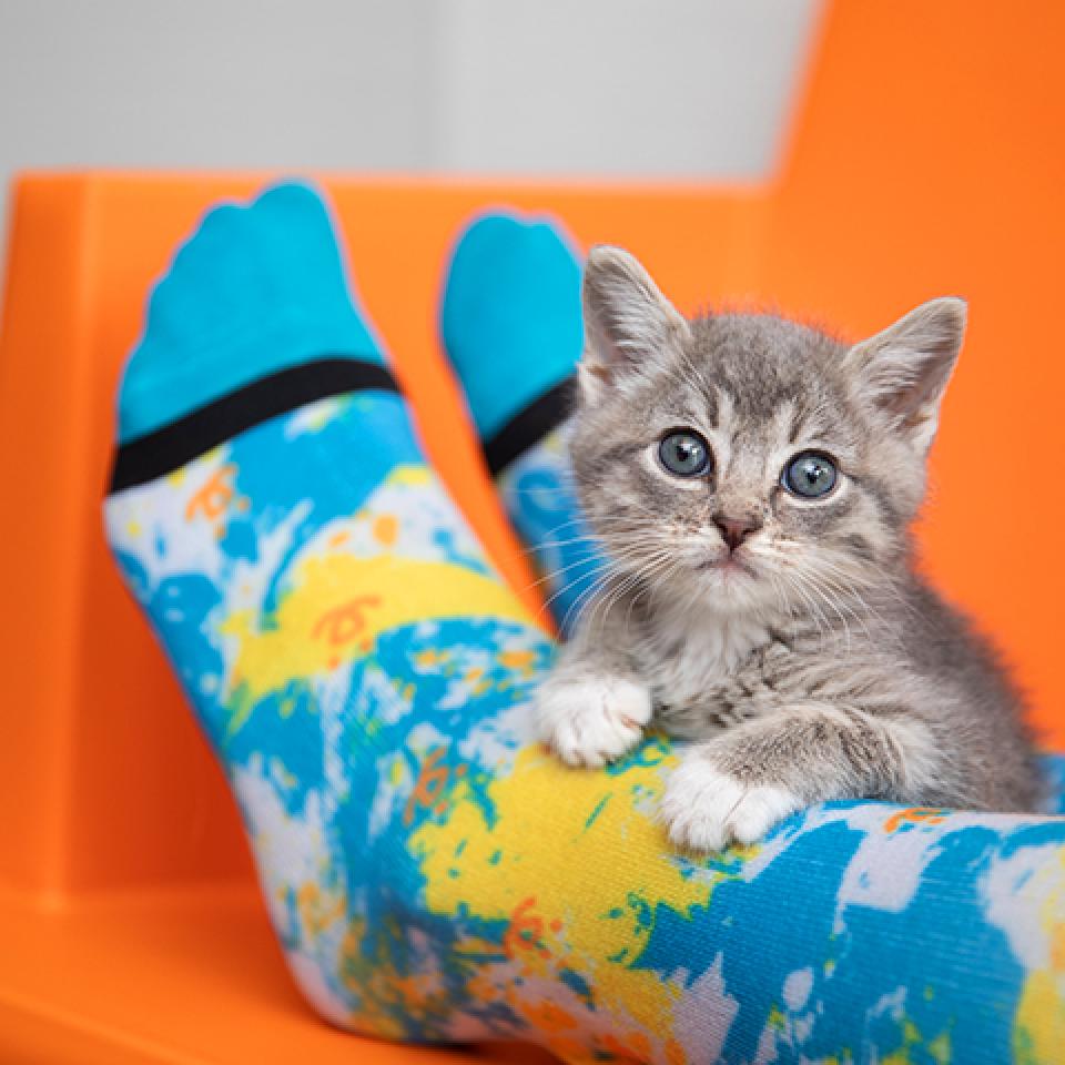 Gray kitten lying on a person's feet that are wearing Best Friends socks