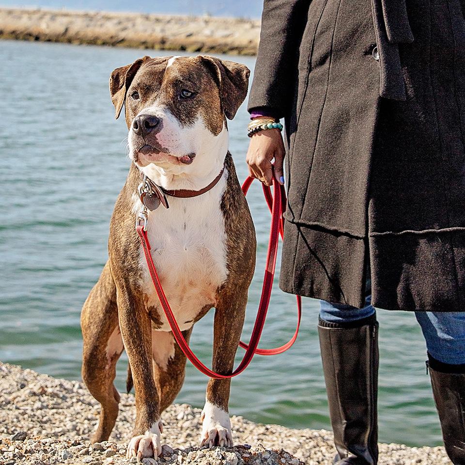 Person walking a pit bull type dog on a leash in front of some water
