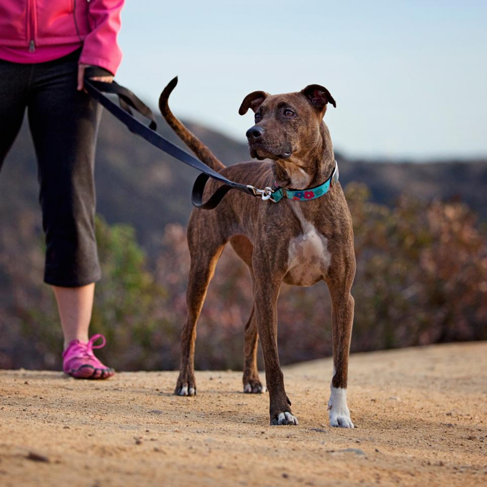 Brown dog outdoors on leash with person running