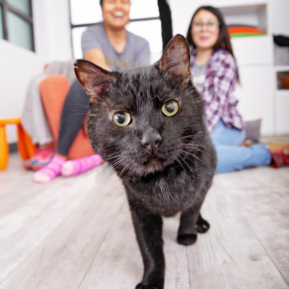 Black cat walking toward the camera with two people in the background