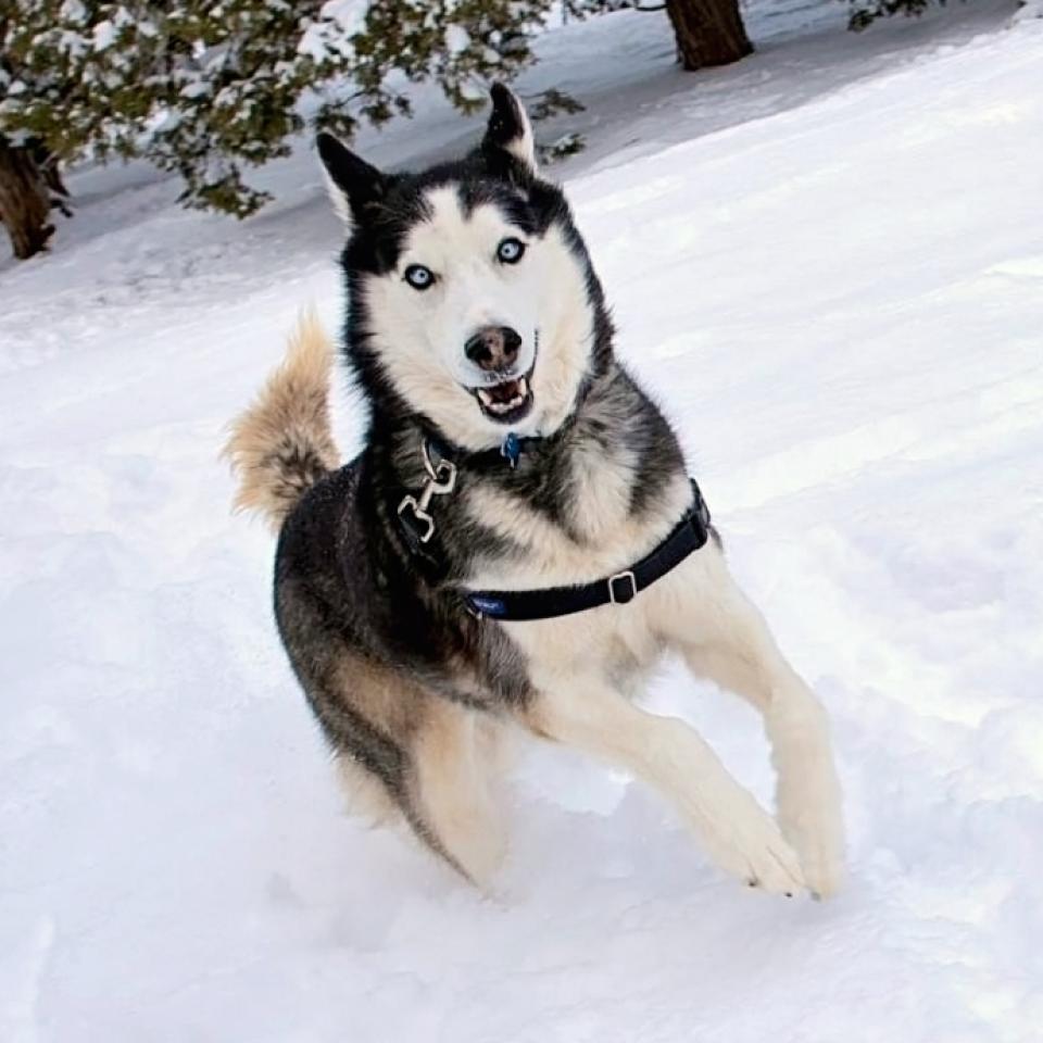 Happy husky type dog running in the snow