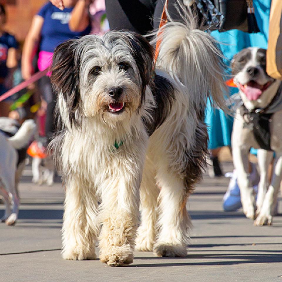 Fluffy dog walking in a group during a Strut Your Mutt event