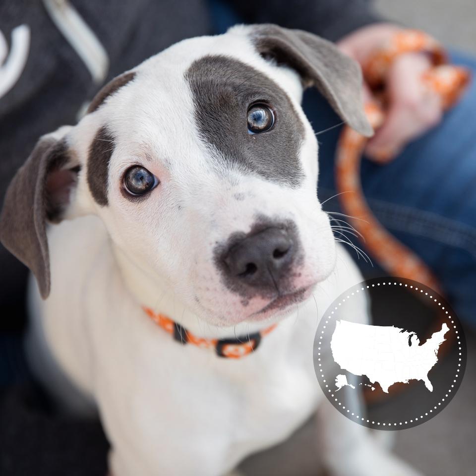 Gray and white puppy looking up, with a small circular graphic containing a representation of the United States