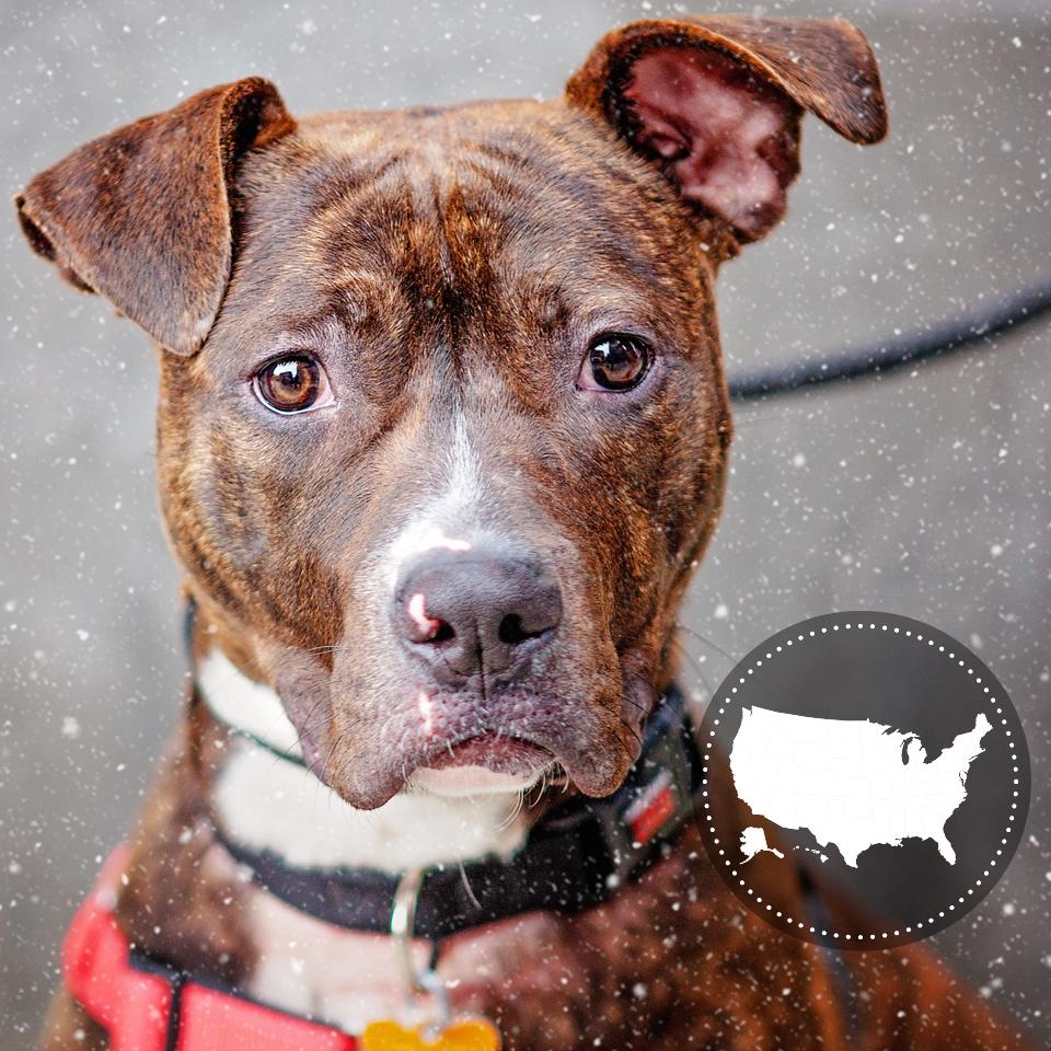 Brindle and white pit bull with small white map of United States in a gray circle