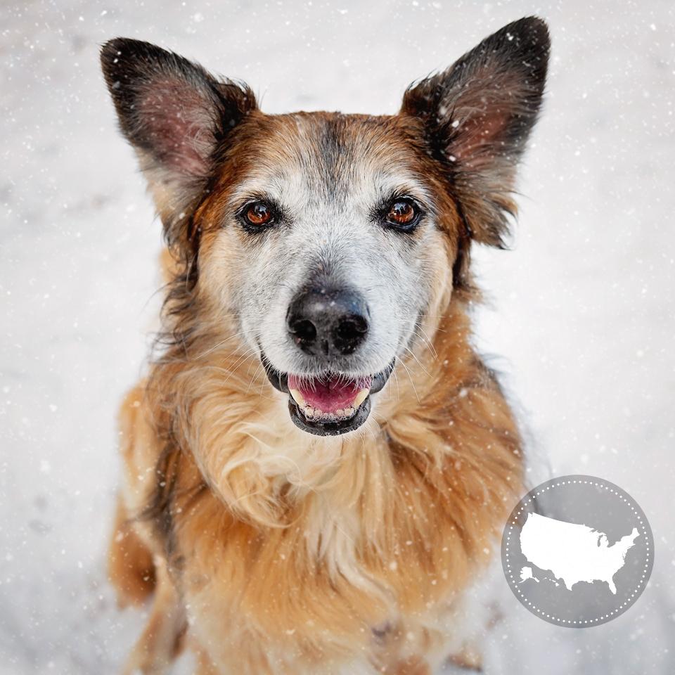 Happy brown dog with gray face in the snow with a small round graphic of the United States