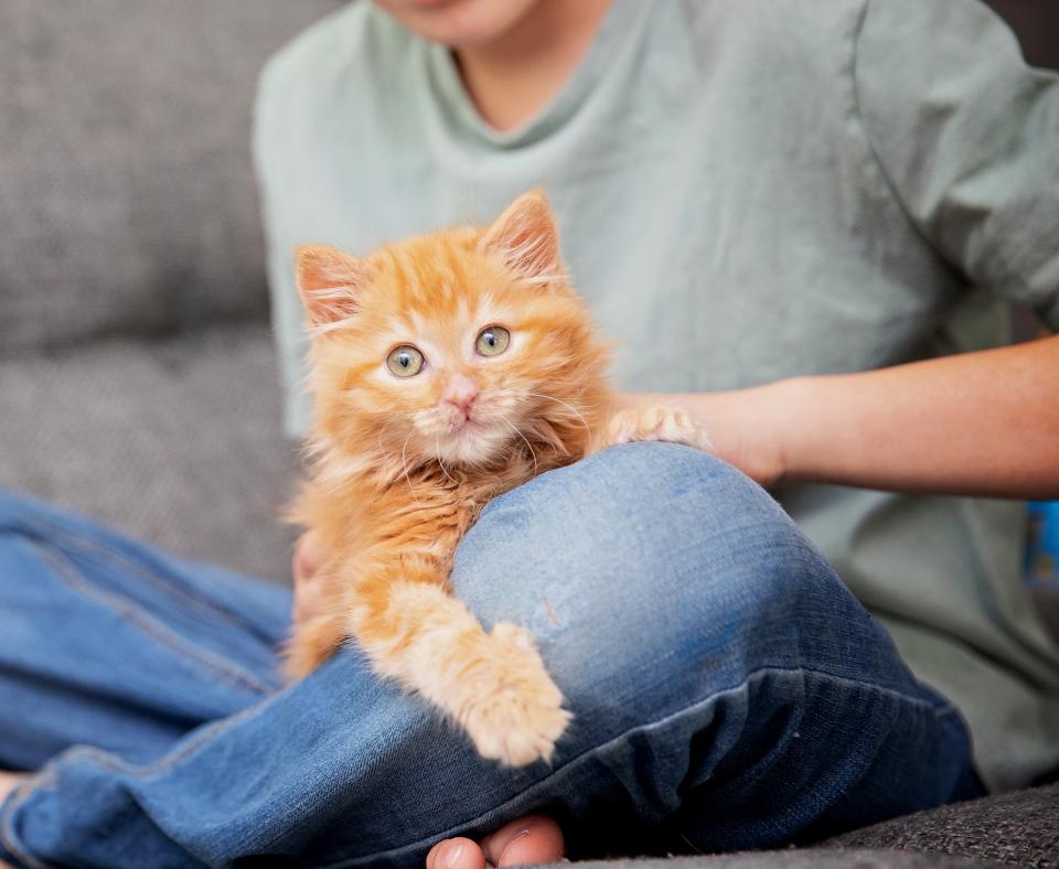 Boy holding orange kitten in lap