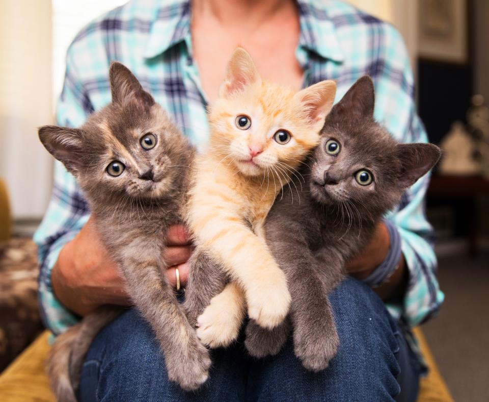 Three fuzzy kittens being held