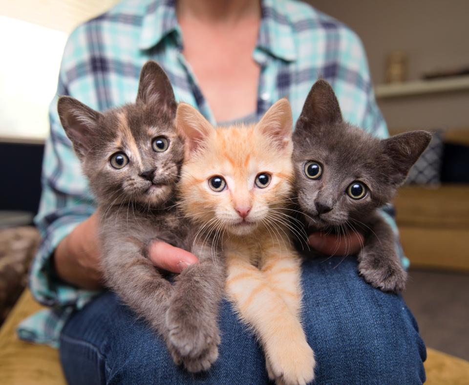 Three tiny kitten sitting on a person's lap