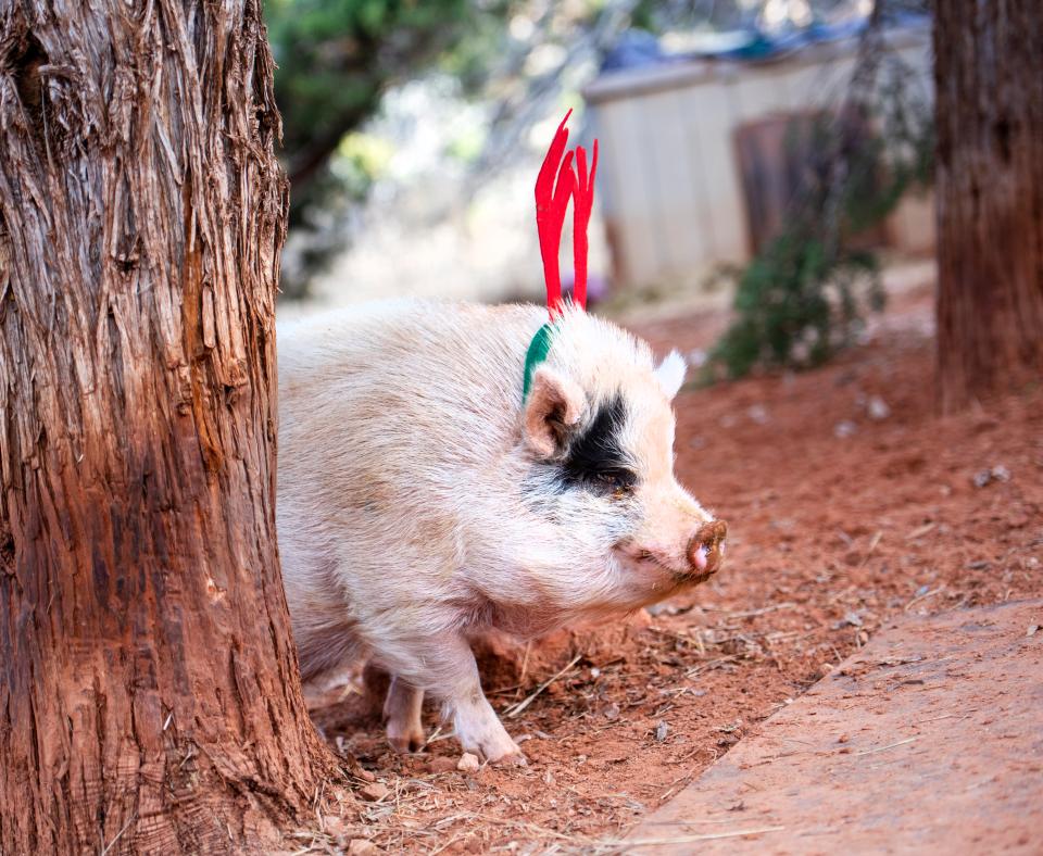 Pig wearing red holiday antlers going for a walk