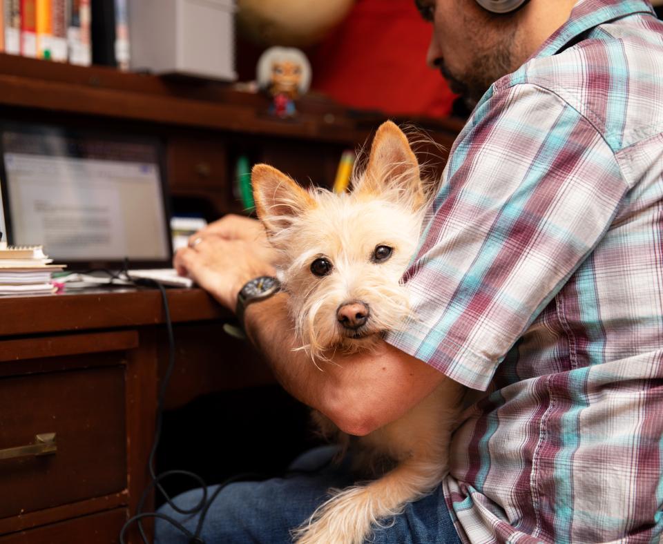 Person sitting at a desk working on a laptop computer with a small light-colored terrier-type dog in his lap