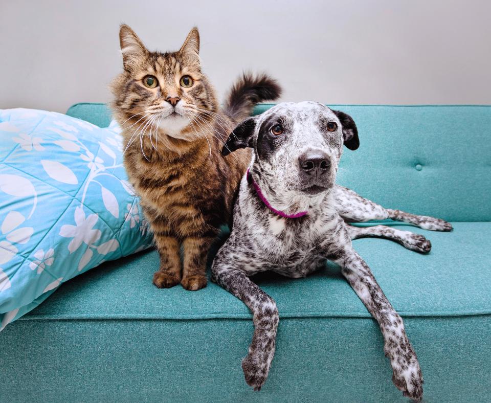 Dog and cat sitting together on a blue couch