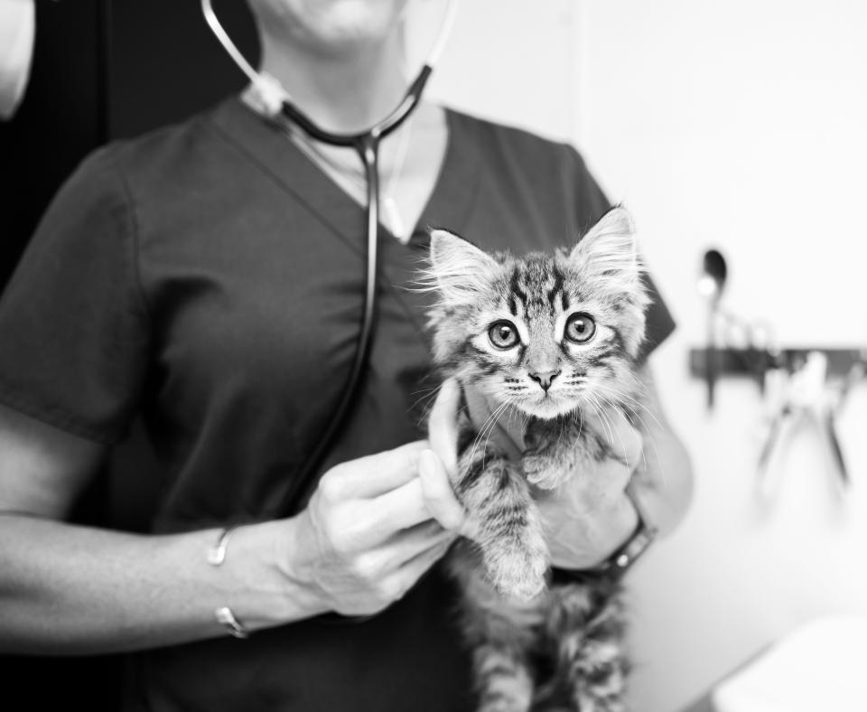 Veterinary staff holding a small kitten