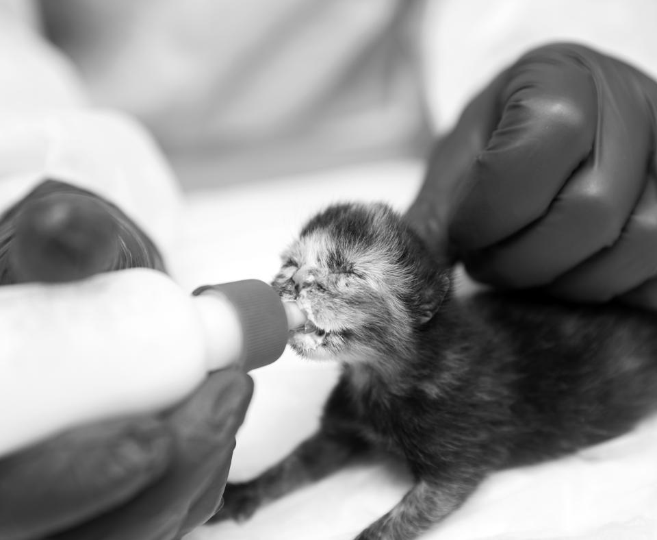 Person bottle feeding a tiny kitten