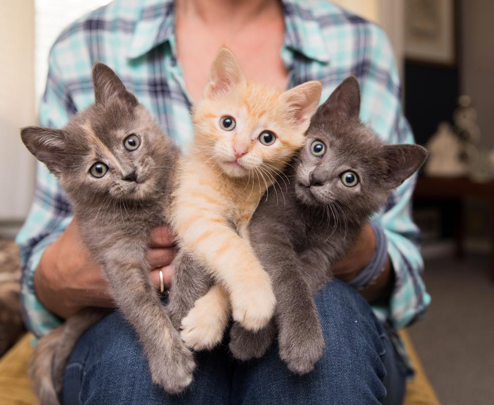 Person holding a trio of kittens, a dilute calico, orange tabby and gray
