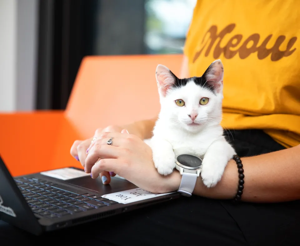Kitten sitting on a person's lap as they work on a laptop