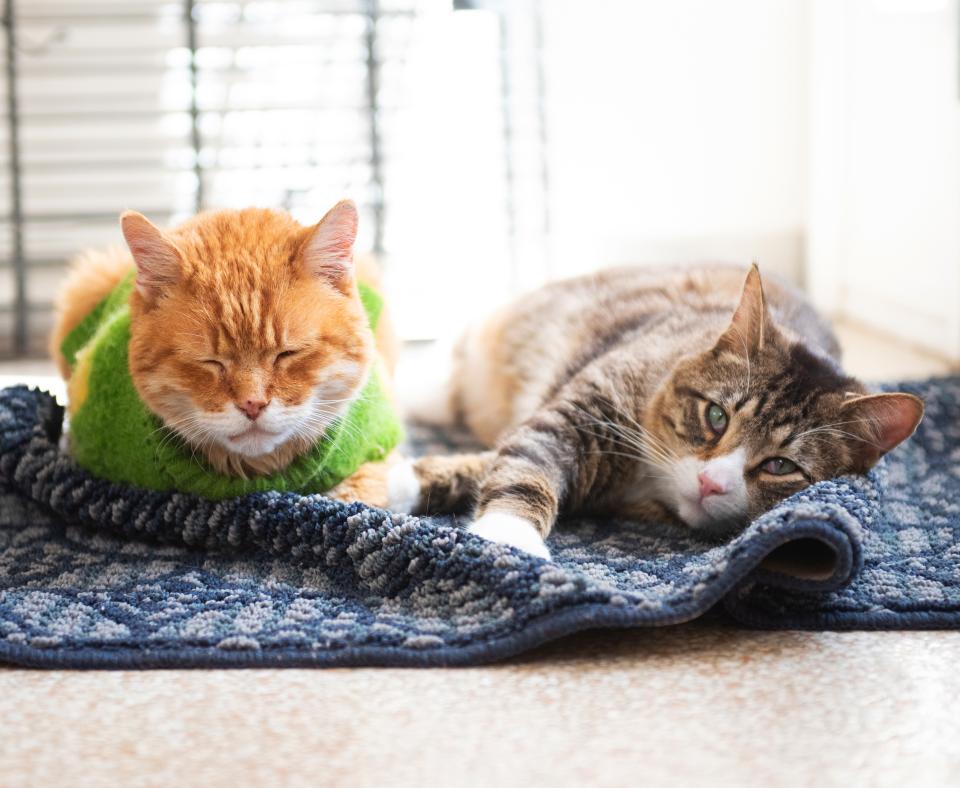 Two cats relaxing comfortably on a fuzzy blanket