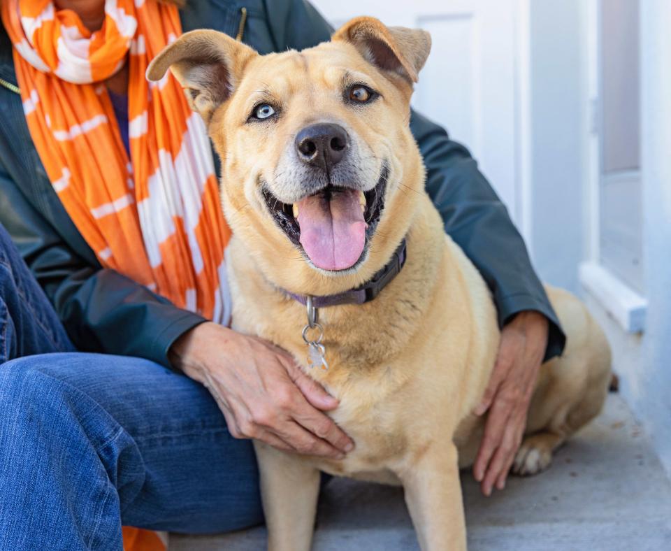 Person wearing an orange and white scarf with arms around a happy tan dog whose tongue is out