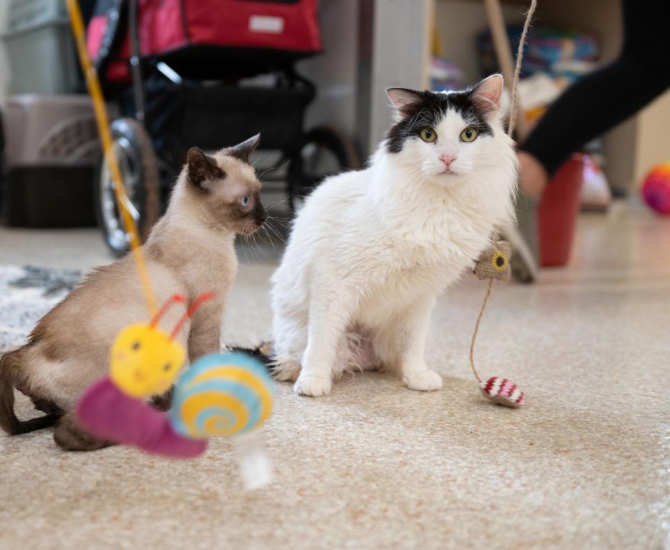 Precious the cat on the floor with Llama the kitten, with some people behind them playing with wand toys with the cats