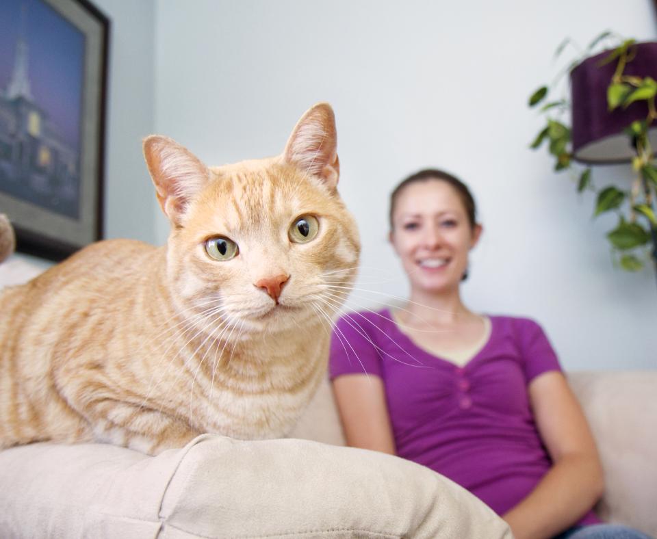 Cat on couch with person