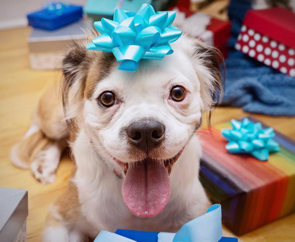 Happy brown and white dog with tongue out and a blue bow on his head